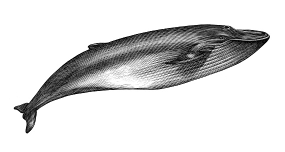 Antique engraving illustration of Blue whale black and white isolated on white background