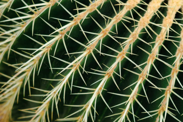 istock Endangered species Golden Barrel Cactus (Echinocactus grusonii) needles extreme close-up 1132219699