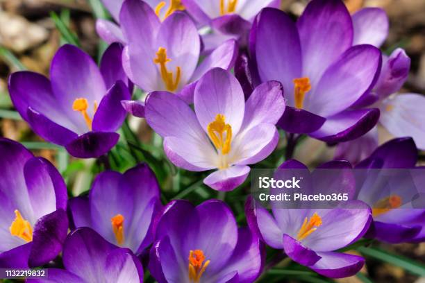 Springtime Bunch Of Wild Purple Crocus Flowers Blooming Stock Photo - Download Image Now