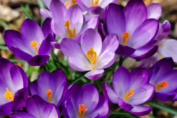 Close-up image of a bunch of recently opened Purple Crocus (Crocus speciosus).  It is Springtime in the Scottish Highlands and all around parks and sidewalks, flowers are in bloom.  Here we see open flowers on a sunny day, full of pollen.