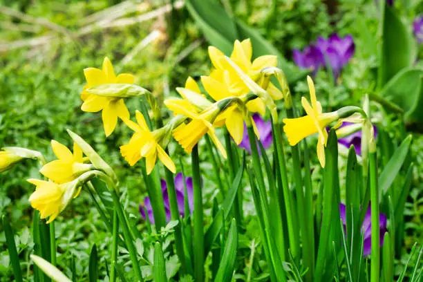 Close-up image of a bunch of recently opened yellow Daffodil (Narcissus pseudonarcissus) and Purple Crocus (Crocus speciosus).  It is Springtime in the Scottish Highlands and all around parks and sidewalks, flowers are in bloom.  Here we see open flowers on a sunny day, full of pollen.