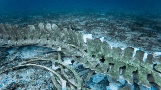 istock Underwater Whale Skeleton on Ocean floor Brydes or Omura's Whale 1132220832