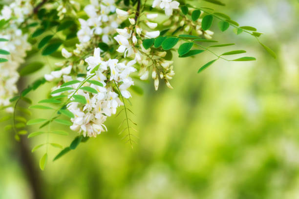 istock Beautiful spring background with blooming white acacia flowers 1132220844