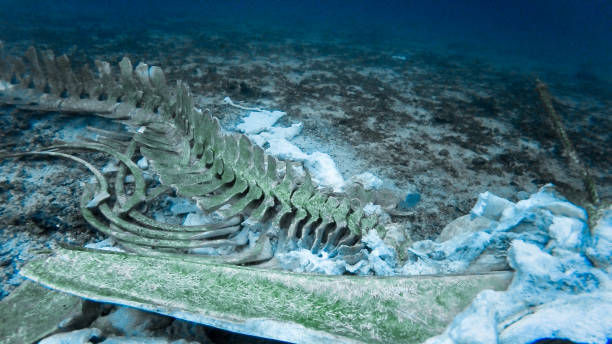 istock Whale Skeleton Underwater death through pollution entanglement 1132220918