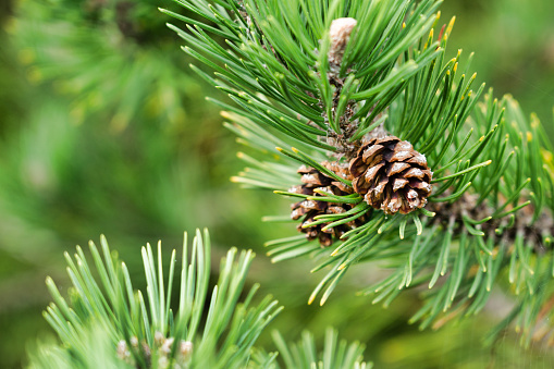Close-up image of an evergreen coniferous pine tree.  The Scots Pine (Pinus sylvestris).  It is Springtime in the Scottish Highlands and all around parks and sidewalks, flowers are in bloom.  Here we see its pretty, strong smelling, bright green pine needles with pine cones.