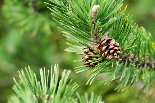 Photo of Evergreen Scots Pine (Pinus sylvestris) Christmas tree blooming full frame close-up