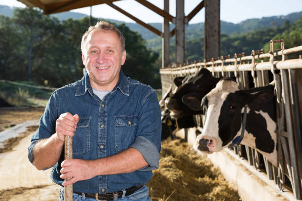 istock Smiling male farmer on cows farm 1132222159