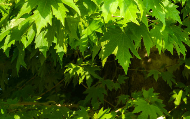 istock Green leaves of London plane (Platanus hispanica) forms a natural pattern background. Creative layout made of leaf. Nature concept with copy space. 1132222580