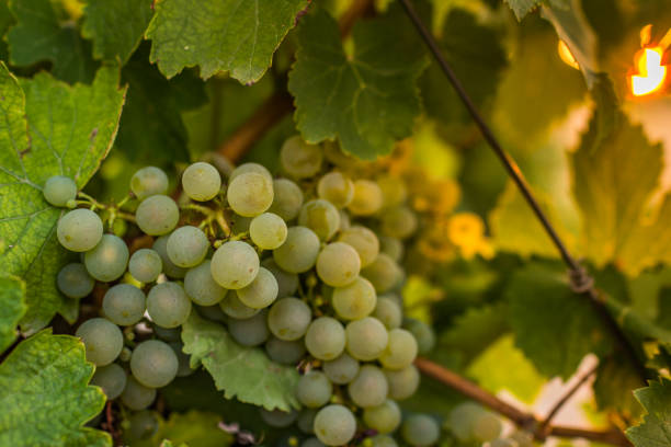 니에 바 (세 고 비아, 스페인) 지구의 포도 원 12 세기에서 날짜. 산지 와인의 루에 다 지정에 속하는 최고 품질의 포도의 화이트 와인 - designation 뉴스 사진 이미지