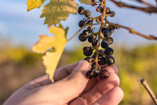 Climate change ruins the grape harvest due to drought The harvest of the grape due to climate change is not carried out meio ambiente stock pictures, royalty-free photos & images