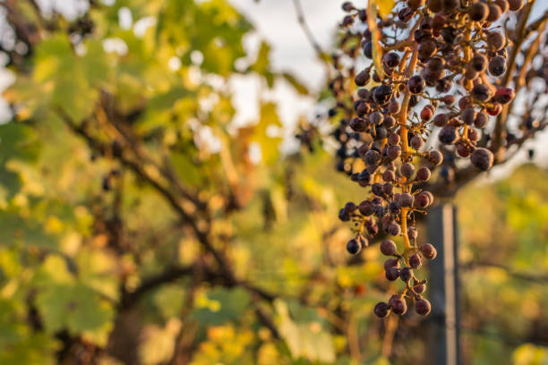 The harvest of the grape due to climate change is not carried out