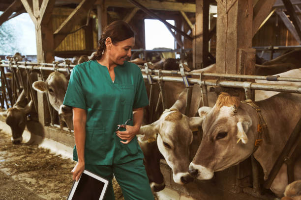 istock Female veterinarian inspecting cows 1132224219