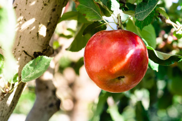 istock Rippe apples in the orchard ready for harvest 1132224689