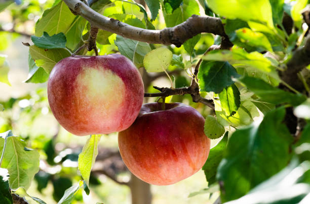 istock Rippe apples in the orchard ready for harvest 1132224737