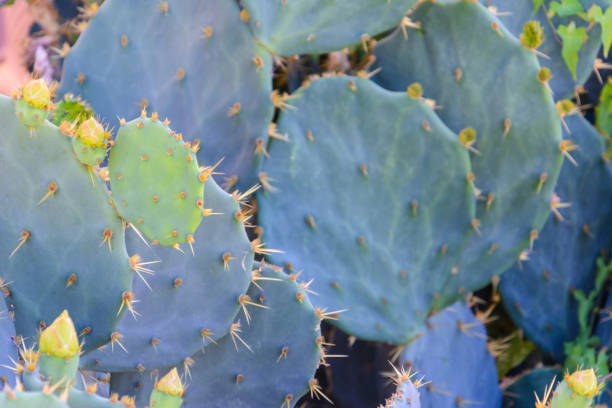 istock background green prickly pear cactus with yellow unopened flower buds 1132227854