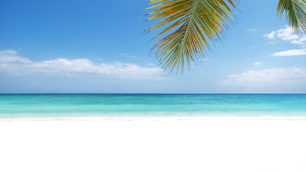 istock Palm Leaves And Tropical Beach Blur Abstract Background 1132227962