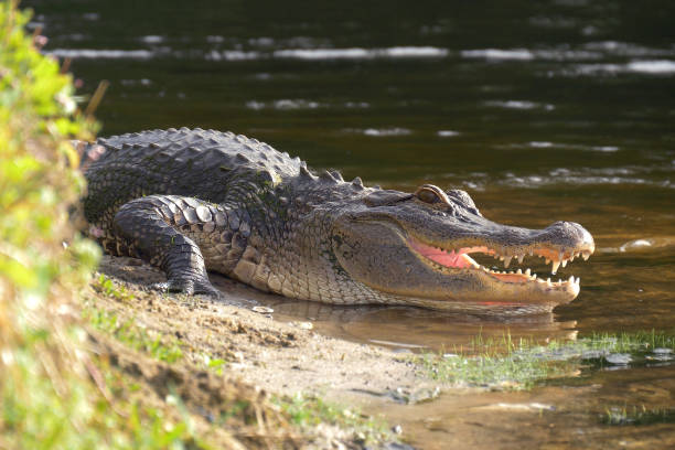istock Alligator laying near a pond with its mouth open 1132228032