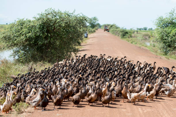 istock CAMBODIA KAMPONG THOM AGRICULTURE DUCK FARM 1132228772