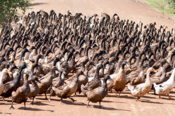 istock CAMBODIA KAMPONG THOM AGRICULTURE DUCK FARM 1132228800