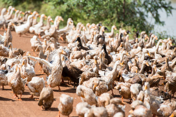 istock CAMBODIA KAMPONG THOM AGRICULTURE DUCK FARM 1132228836