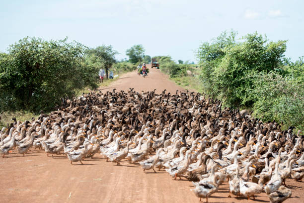 istock CAMBODIA KAMPONG THOM AGRICULTURE DUCK FARM 1132229003