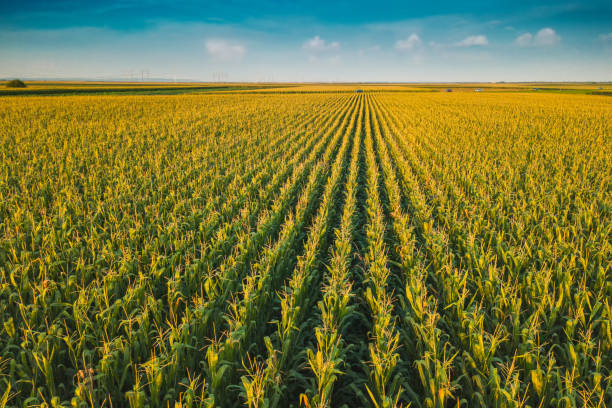 Aerial drone view of cultivated green corn field Aerial drone view of cultivated green corn field landscape in summer sweet corn in field stock pictures, royalty-free photos & images