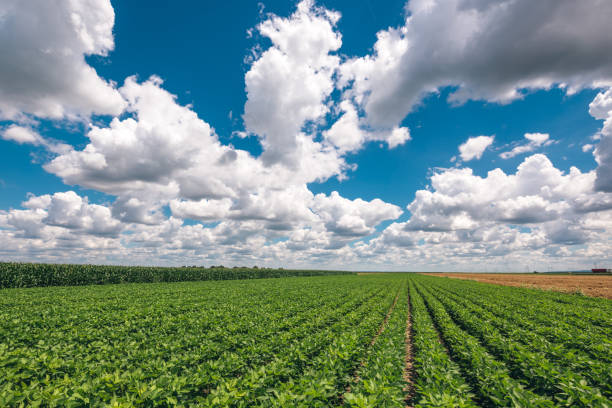 istock Organic soybean crop landscape 1132232295