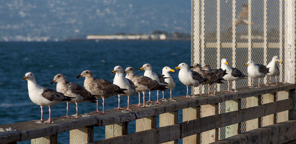 sea gull at pier 39 in san francisco california usa america