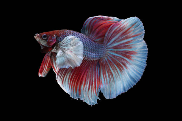 istock beautiful big ear betta splendens isolated on black background 1132234190