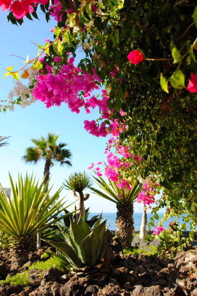 istock pink blossom on Tenerife09 1132234662