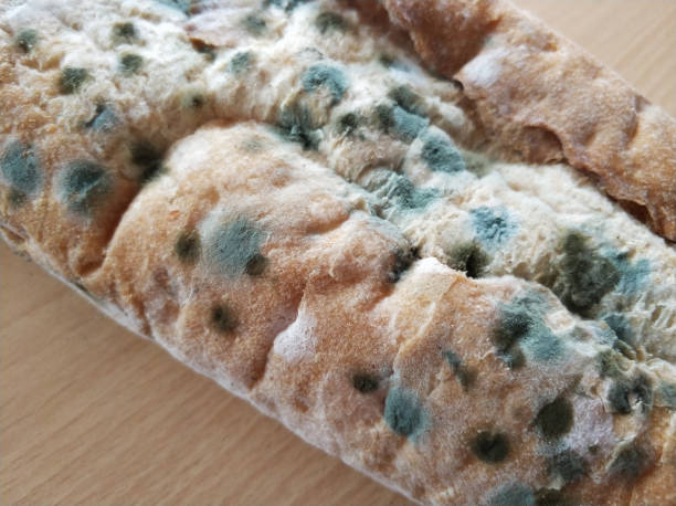 moldy bread - 2360 imagens e fotografias de stock