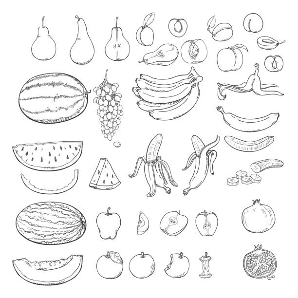 illustrations, cliparts, dessins animés et icônes de vecteur ensemble de croquis de fruits. - grape bunch fruit stem