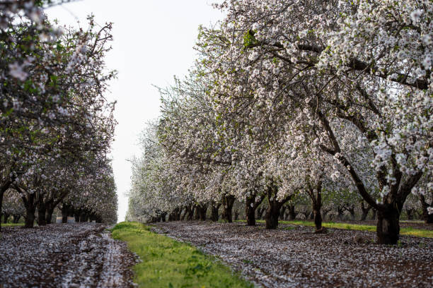 istock Blossom almond trees field. 1132236825