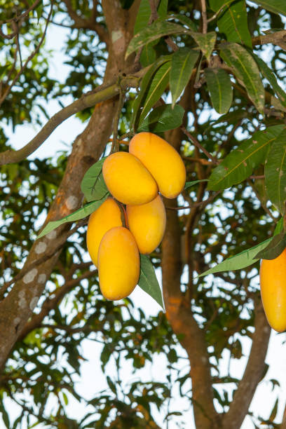 istock Mango fruits are hanging on the tree 1132238590