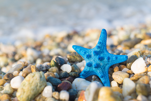 Blue starfish on a pebble sea beach sand against sea surfs. Splashed by sea waves and surfs. Summer holiday, vacation, travel, exotic destination concept.