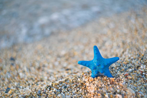 istock Blue Starfish in Beach Sand 1132239482