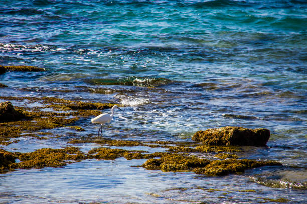 istock A white heron, ardea alba, at the Calpe beach, Spain 1132239572