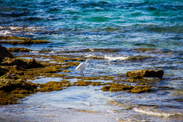 istock A white heron, ardea alba, at the Calpe beach, Spain 1132239573