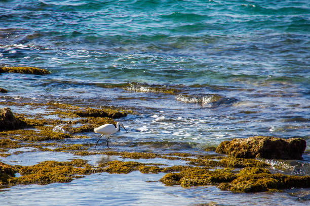 istock A white heron, ardea alba, at the Calpe beach, Spain 1132239574