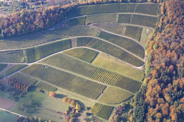 istock Vineyards in Southern Germany 1132239638