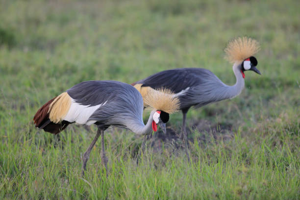 istock Pair of Grey crowned crane 1132241817