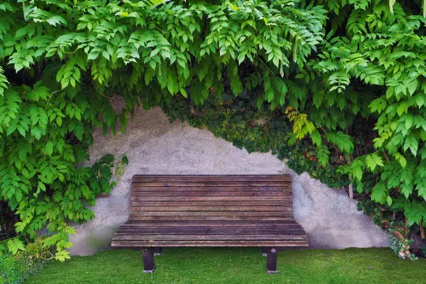 vintage wooden chair at garden with green leaves on wall