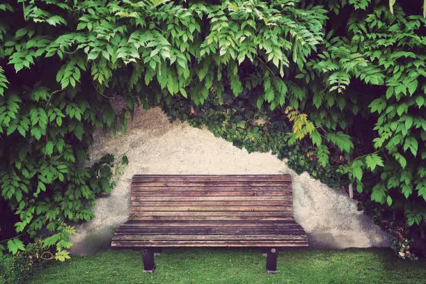 vintage effect wooden chair at garden with green leaves on wall