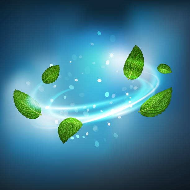 3D realistic isolated vector vortex of mint leaves 3D realistic isolated vector vortex of mint leaves freshness stock illustrations