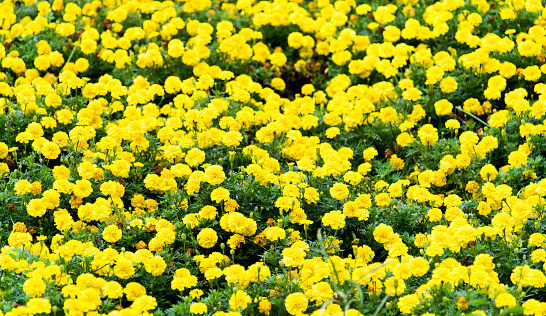 Solidago canadensis, Canada goldenrod summer yellow flowers closeup selective focus