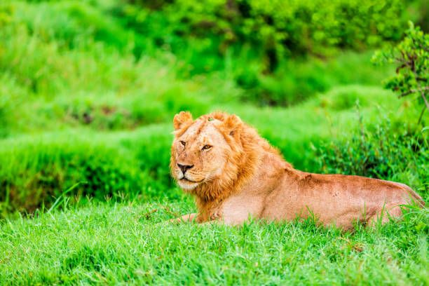 istock Wild African Lion at wildlife 1132246690