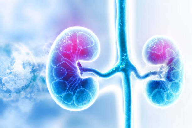 human kidney on scientific background - kidney cancer imagens e fotografias de stock