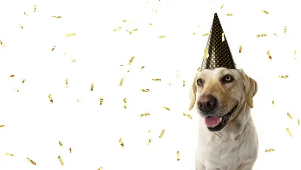 Photo of DOG NEW YEAR OR BIRTHDAY PARTY HAT. FUNNY LABRADOR SITTING  WEARING A GOLDEN POLKA DOT CAP. ISOLATED STUDIO SHOT ON WHITE BACKGROUND WITH CONFETTI FALLING.