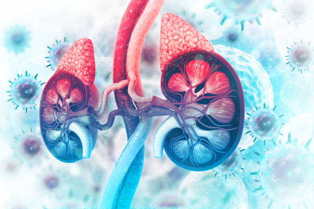 human kidney cross section on scientific background - suprarenal gland imagens e fotografias de stock