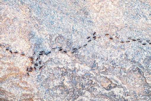 Ants, traveling in line on a rock
